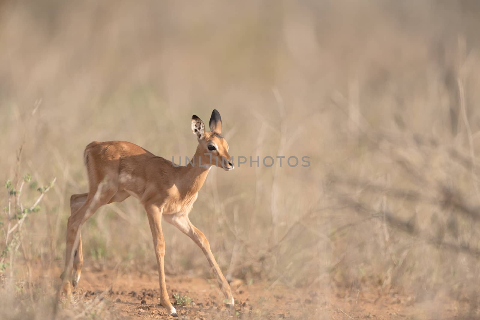 Impala calf, baby impala antelope in the wilderness of Africa