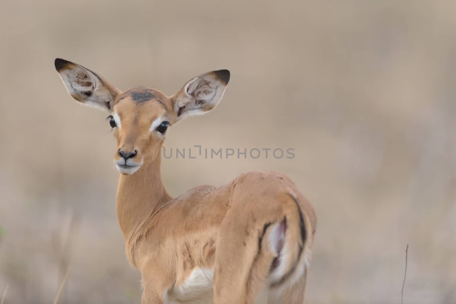 Impala calf, baby impala antelope in the wilderness of Africa