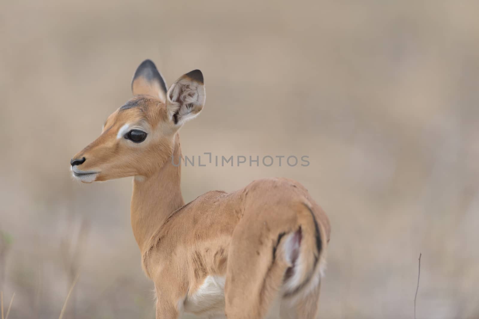 Impala calf, baby impala antelope in the wilderness of Africa