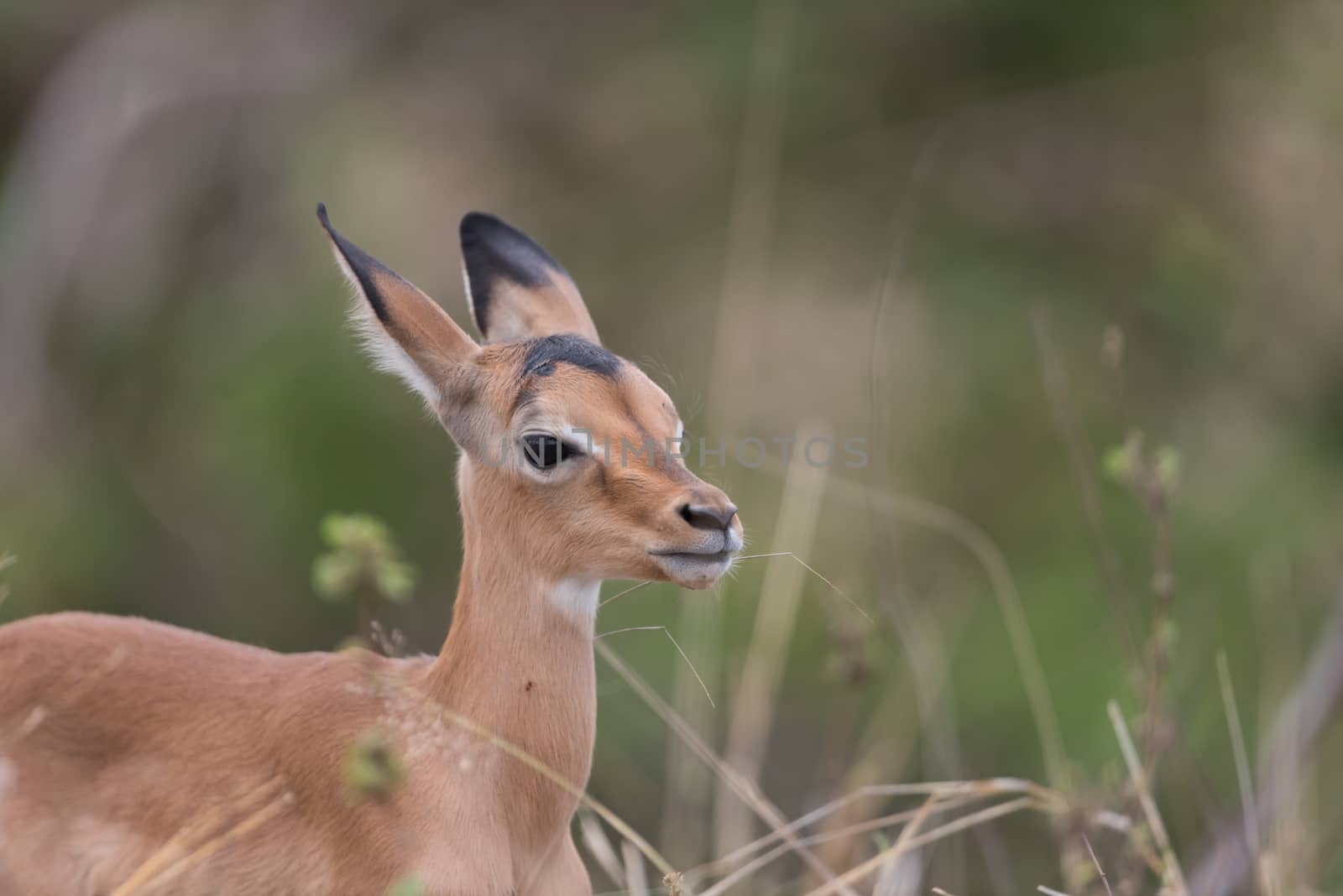 Impala antelope in the wilderness of Africa