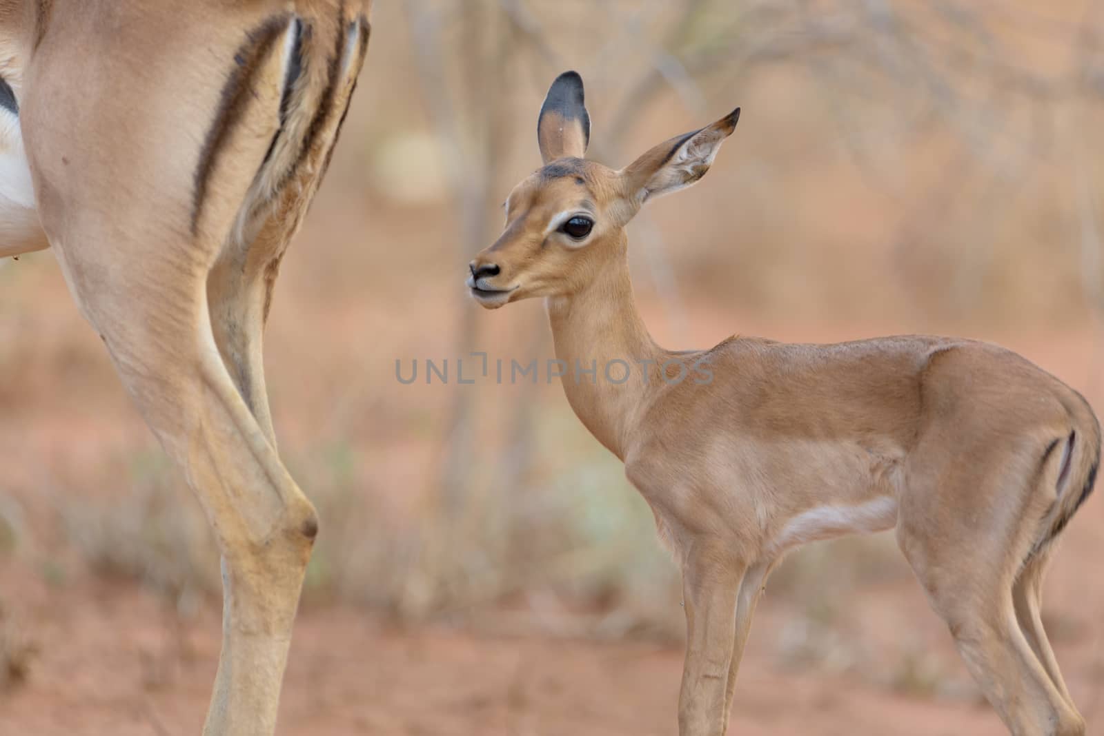 Impala calf, baby impala antelope in the wilderness of Africa