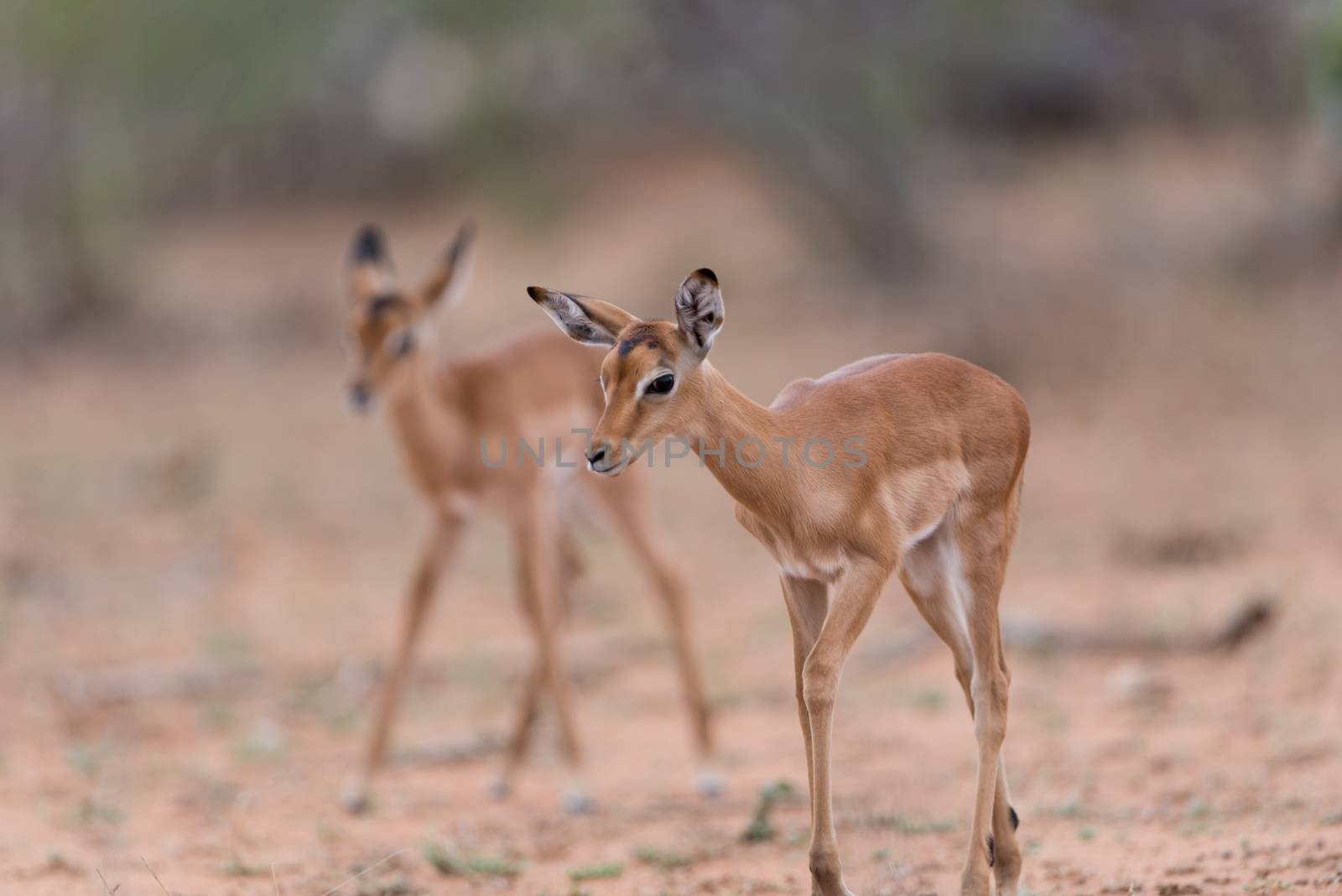 Impala calf, baby impala antelope in the wilderness of Africa