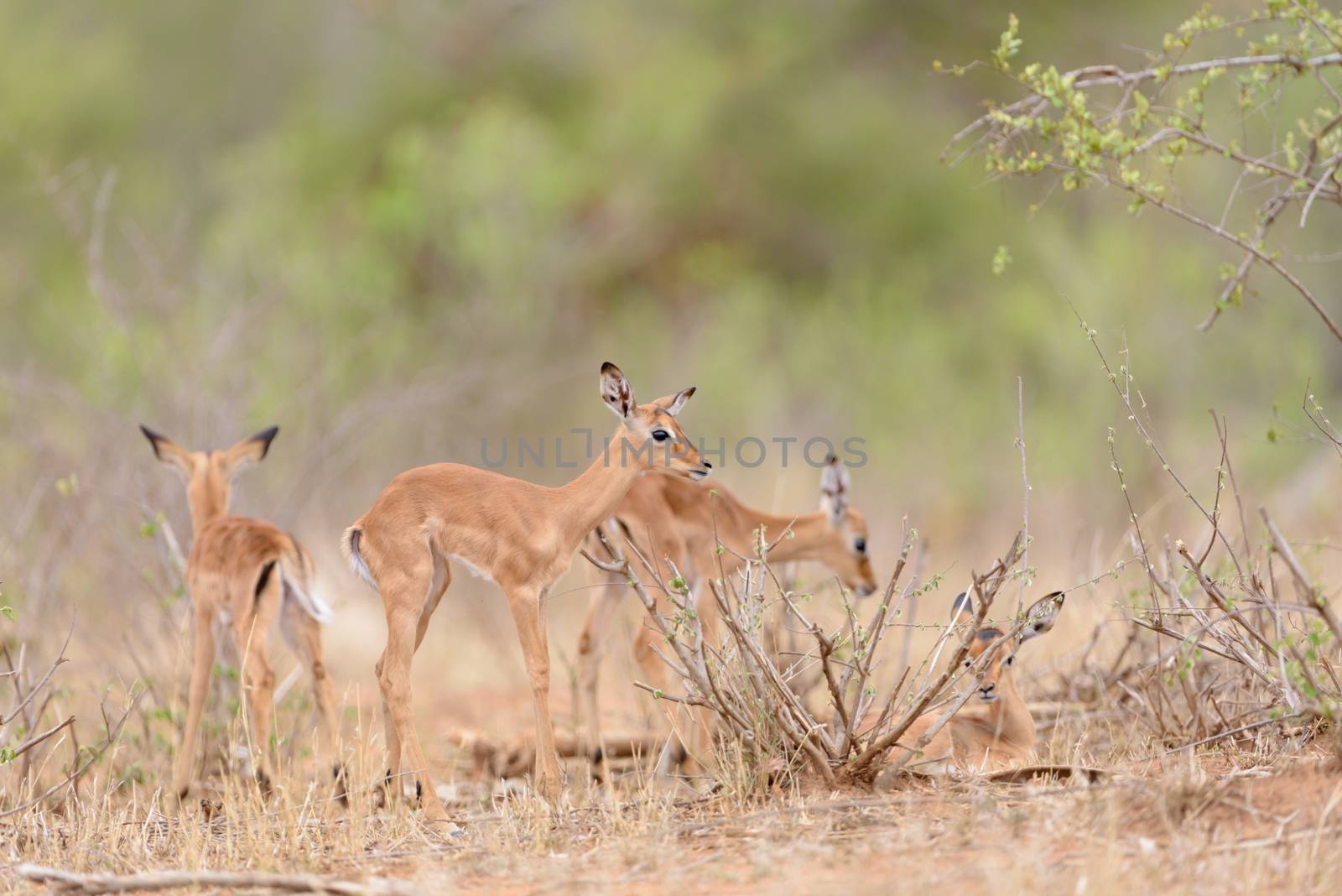 Impala calf, baby impala antelope in the wilderness of Africa