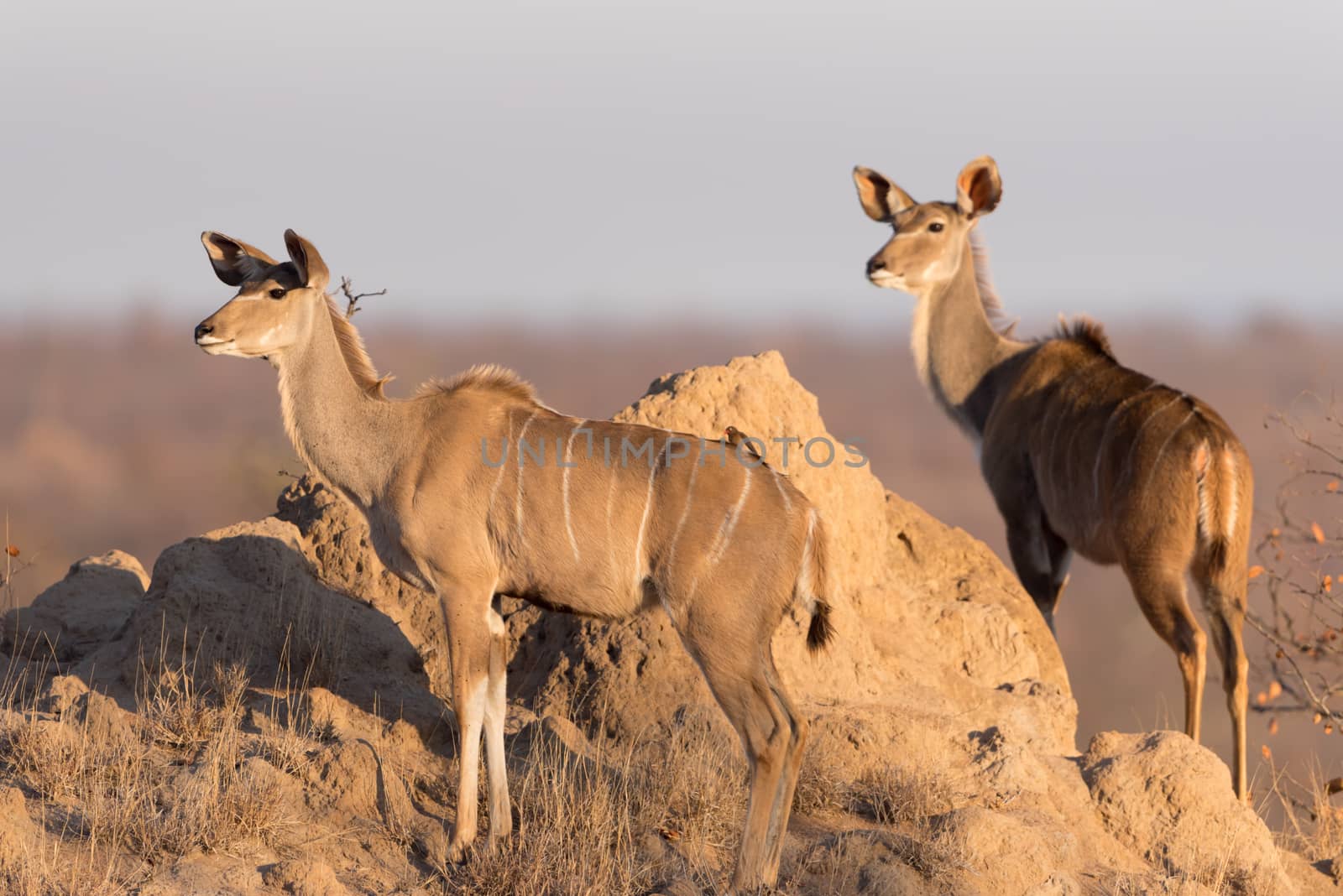 Kudu Antelope Portrait in the wilderness of Africa