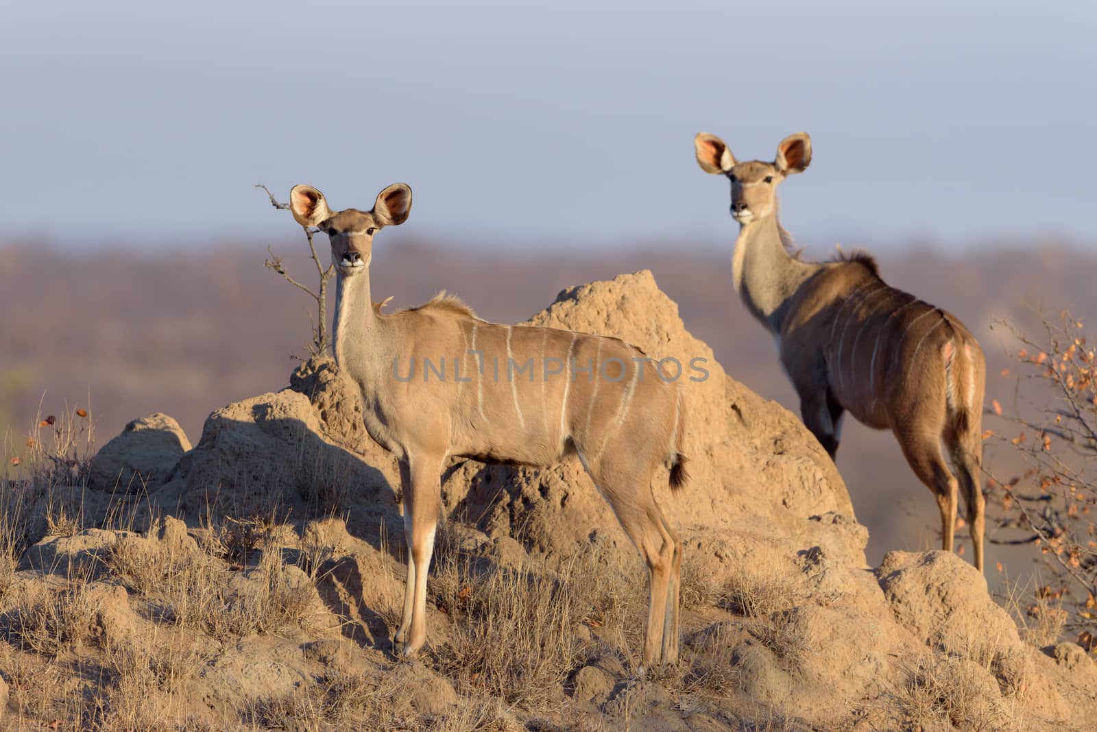 Kudu Antelope Portrait in the wilderness of Africa