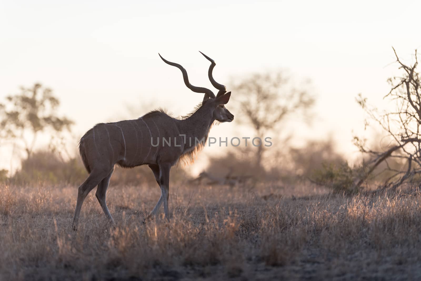 Kudu Antelope Portrait in the wilderness of Africa