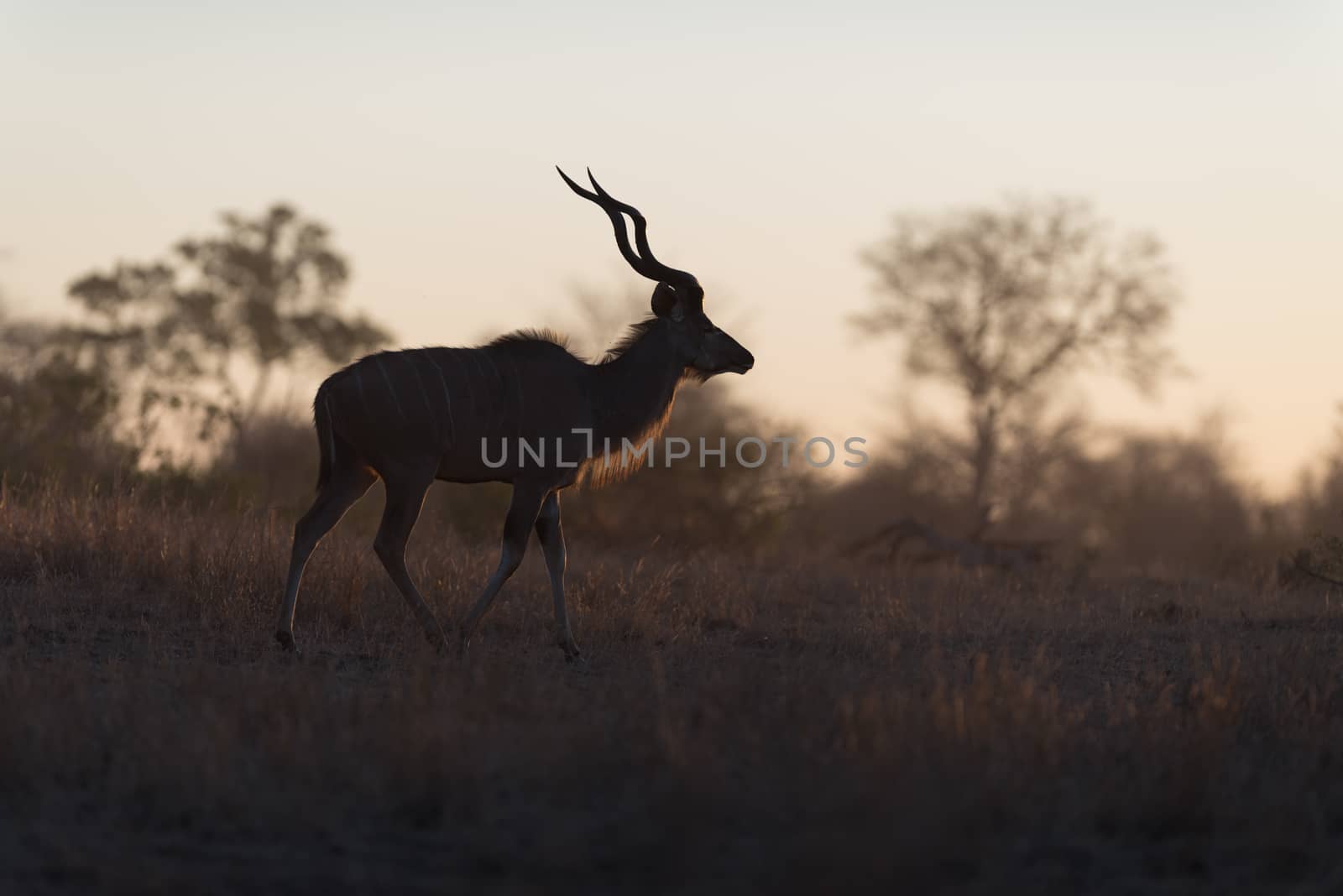 Kudu Antelope Portrait in the wilderness of Africa