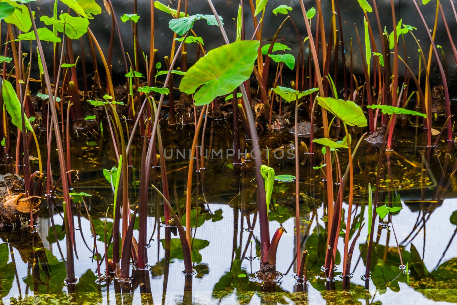 group of Taro plants in the water, Cultivation of tropical plants and vegetables, agriculture background by charlottebleijenberg