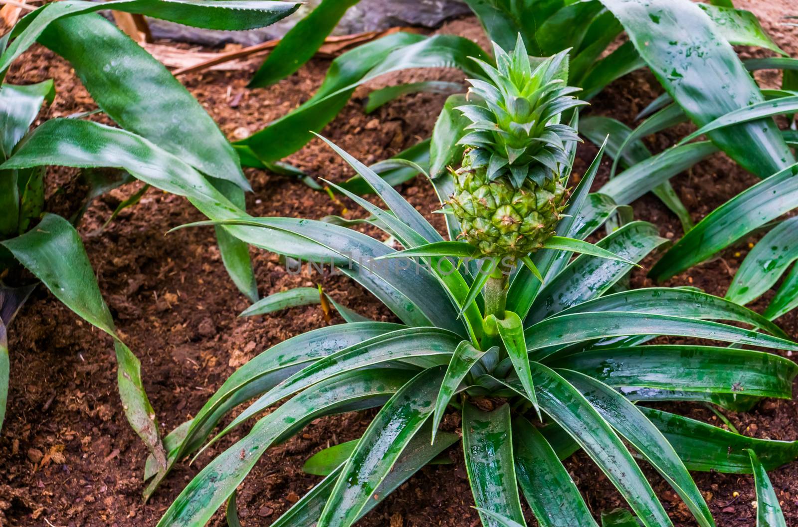 plant with fresh growing pineapple, edible fruit, popular exotic plant specie from South America by charlottebleijenberg