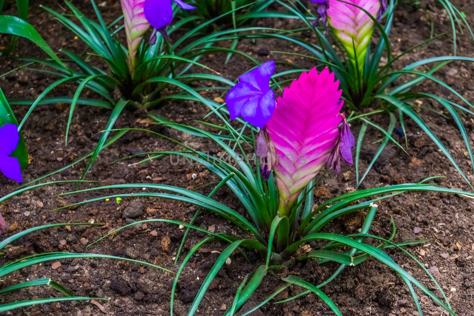 closeup of a vriesea electric plant in a tropical garden, colorful exotic flower specie from America