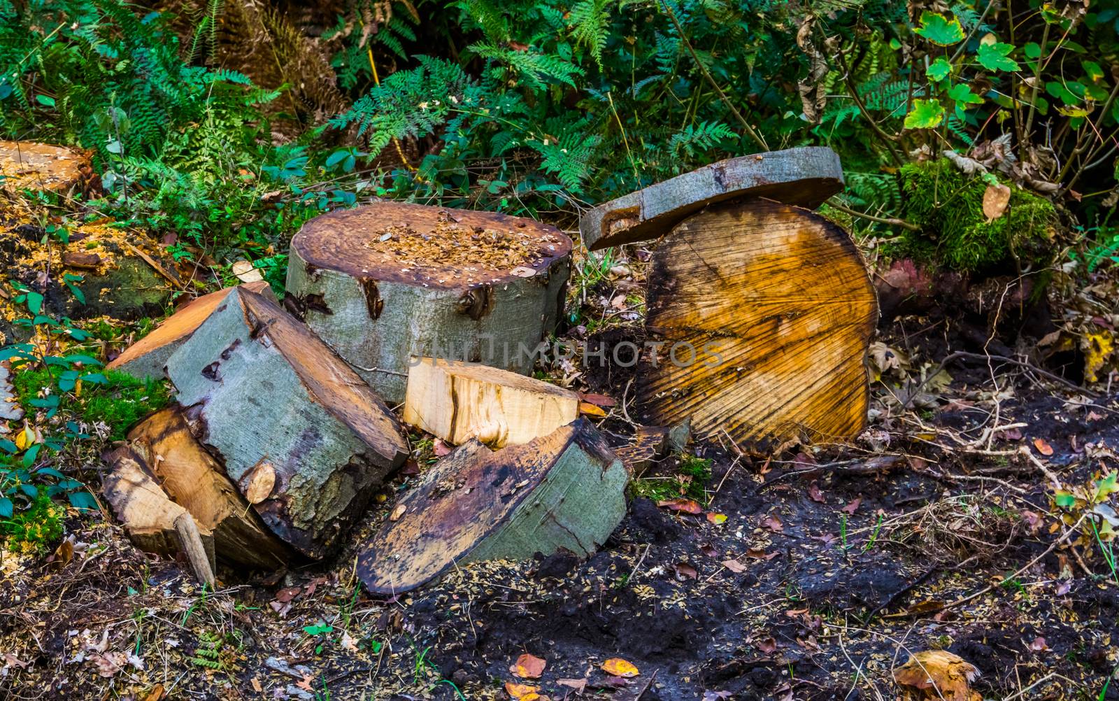fresh chopped wood logs in the forest, Deforestation, Environment awareness by charlottebleijenberg