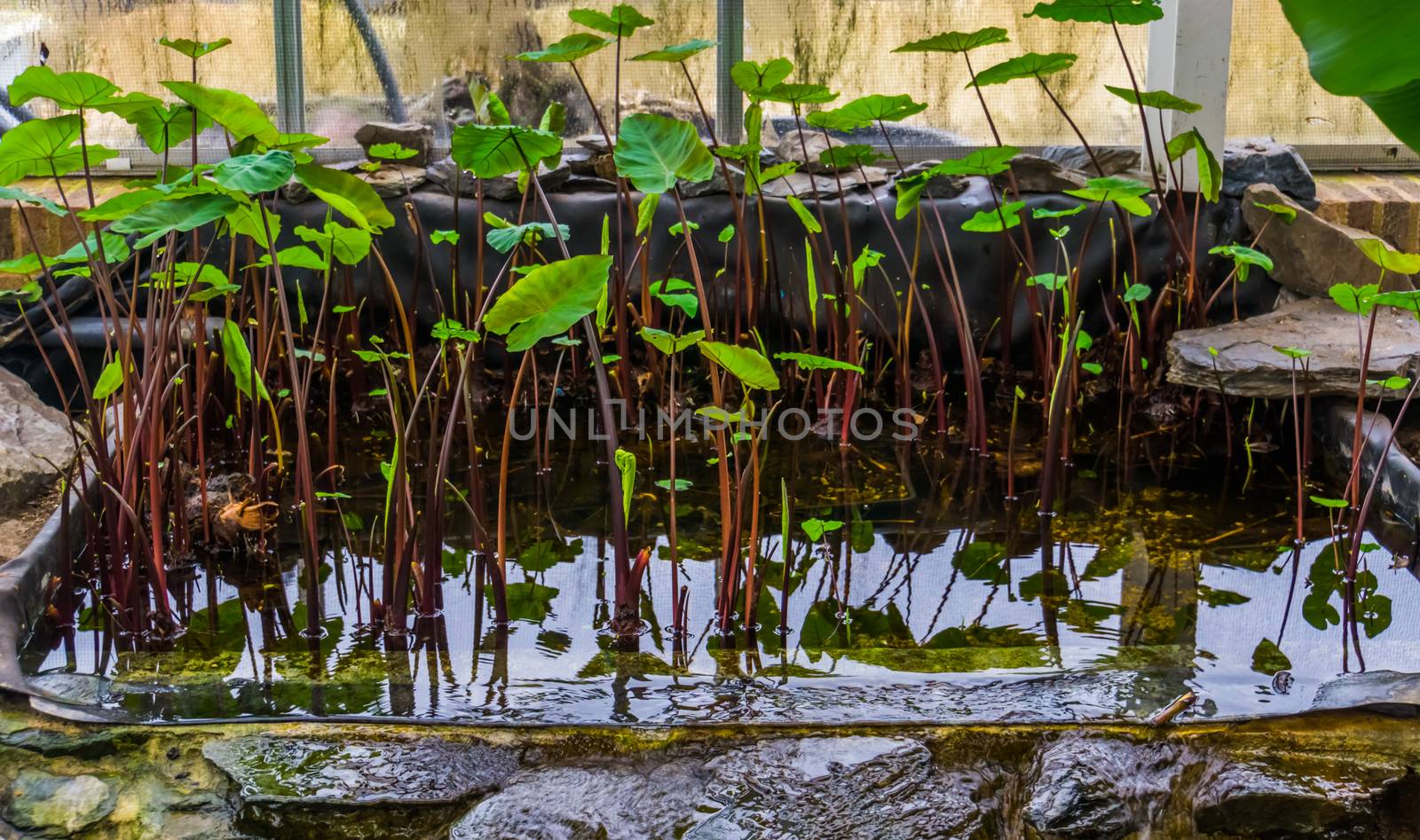 Taro plants growingin water, Cultivation of tropical plants and vegetables, agriculture background by charlottebleijenberg