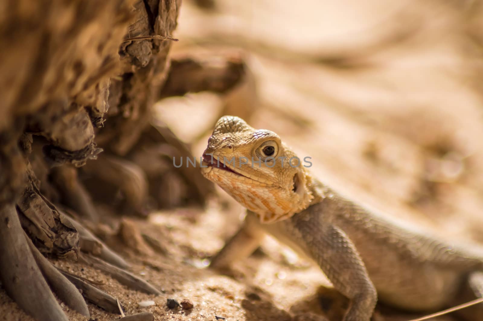 Lizard on a beach in Gambia, Agama Lizard  by Philou1000