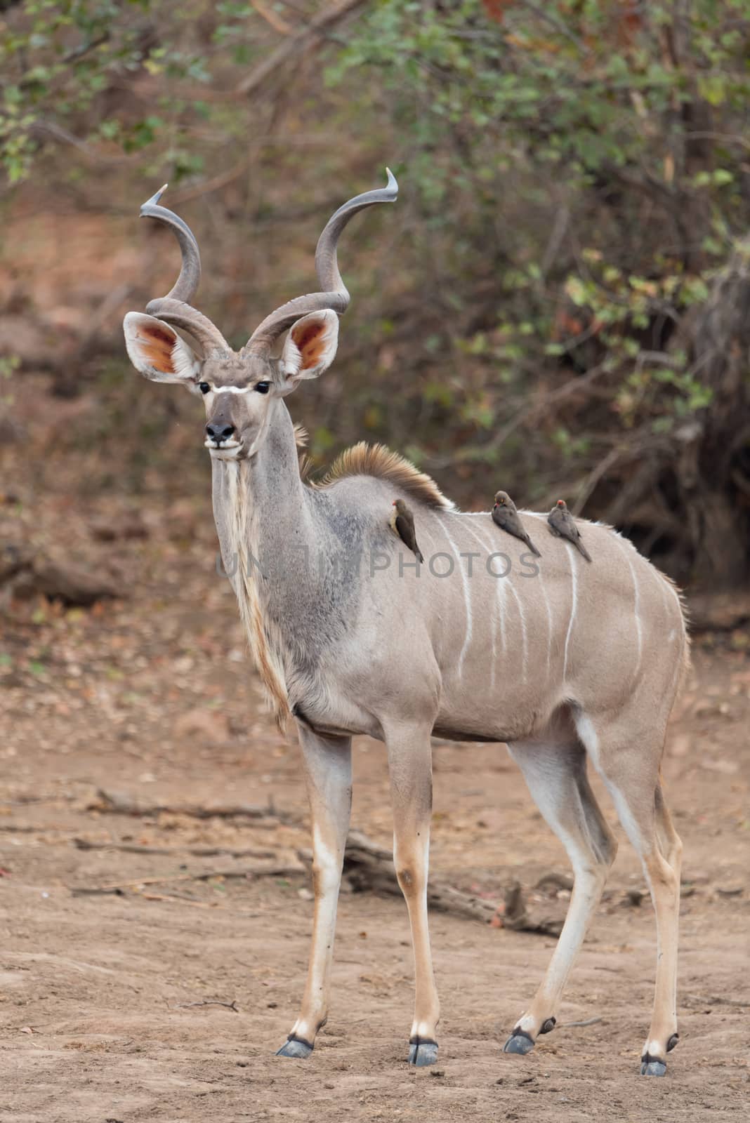 Kudu Antelope Portrait in the wilderness of Africa