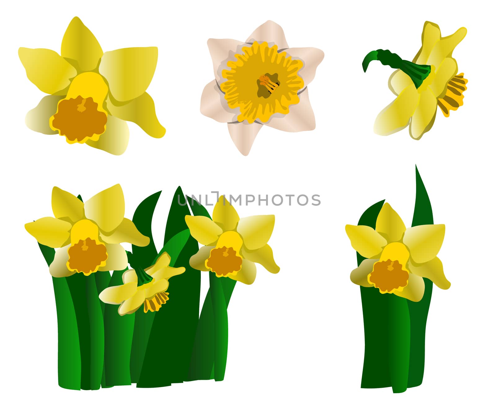 Collection of yellow daffodils isolated on white background. Spring floral set. Vector illustration.