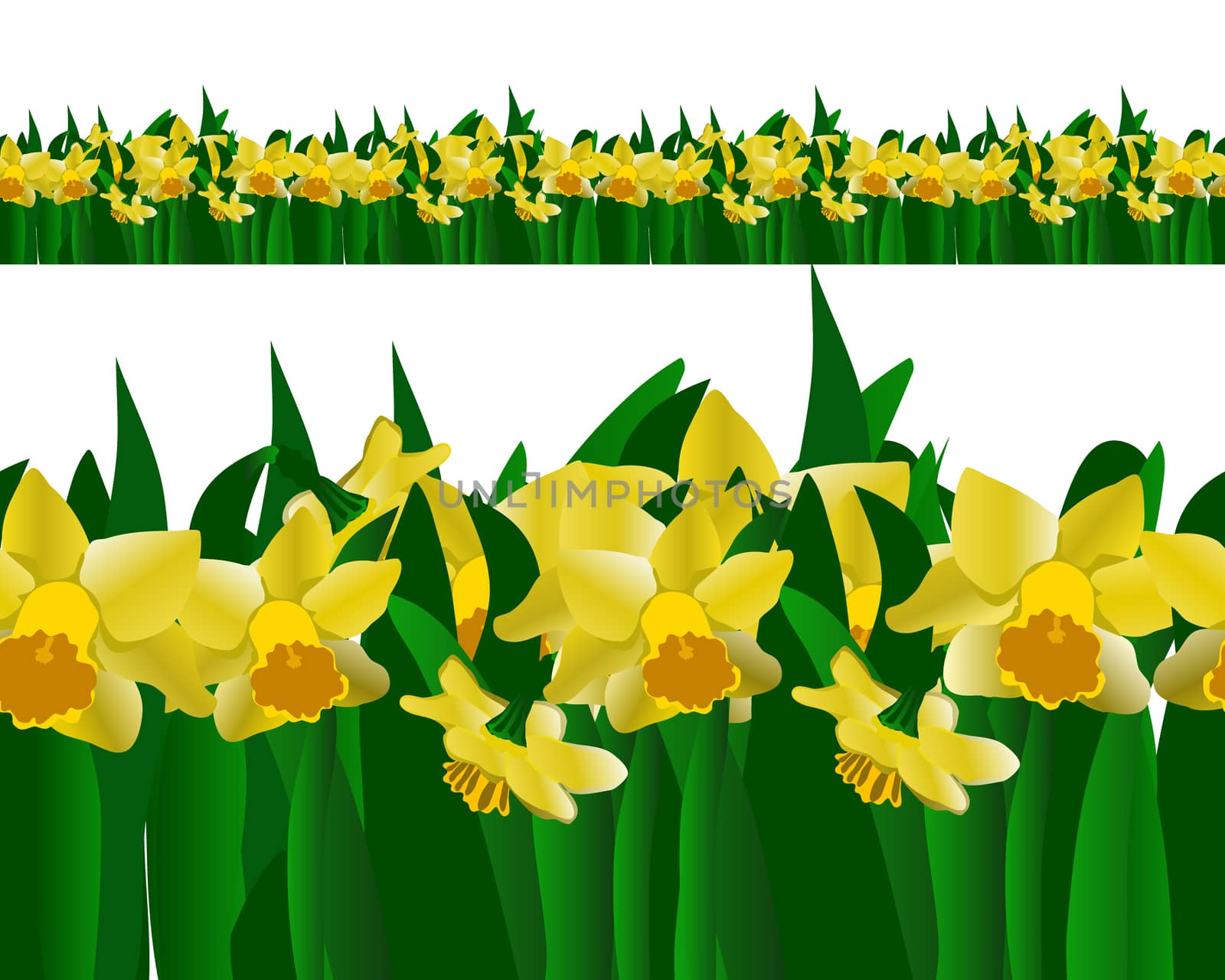 Daffodils endless horizontal banner. Spring repeat border isolated on white background. Vector illustration.