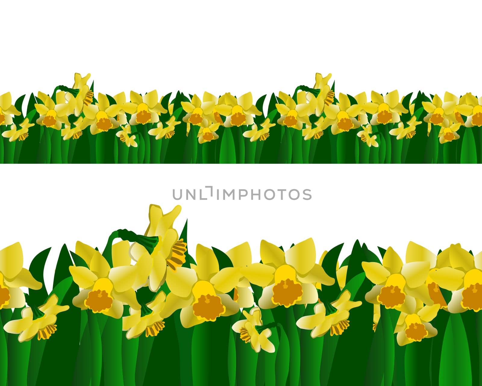 Daffodils seamless horizontal banner. Spring endless border isolated on white background. Vector illustration.