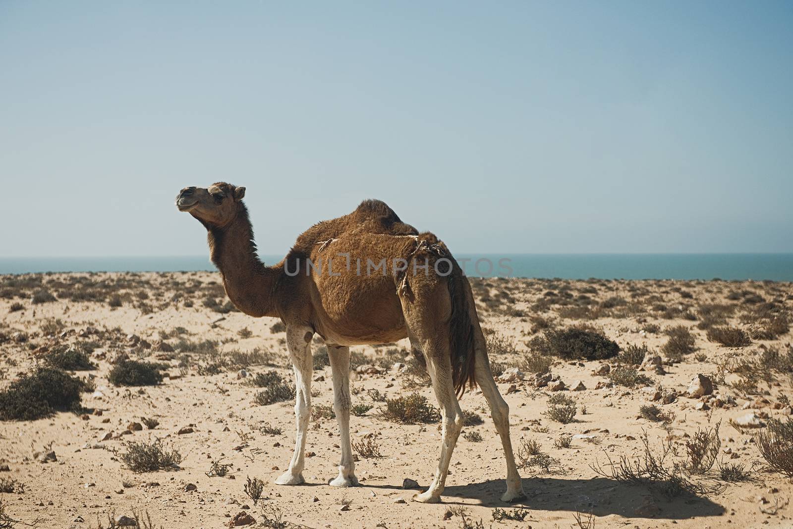 Camel on a sand dune looking out over the Sahara Desert, Morocco