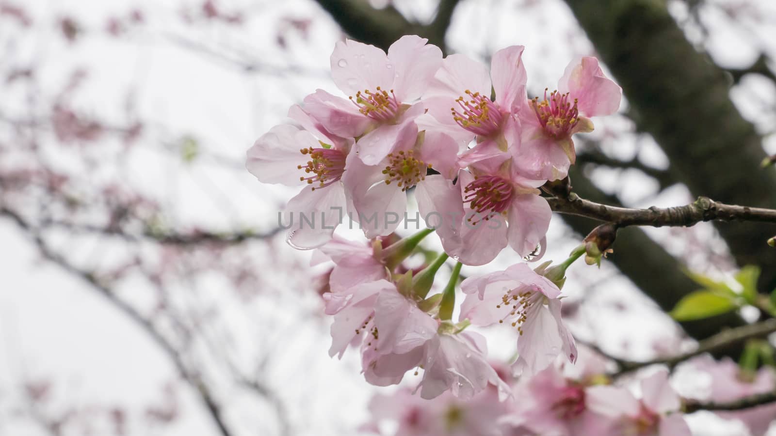 The close up of beautiful pink sakura flower branch (cherry blossom).