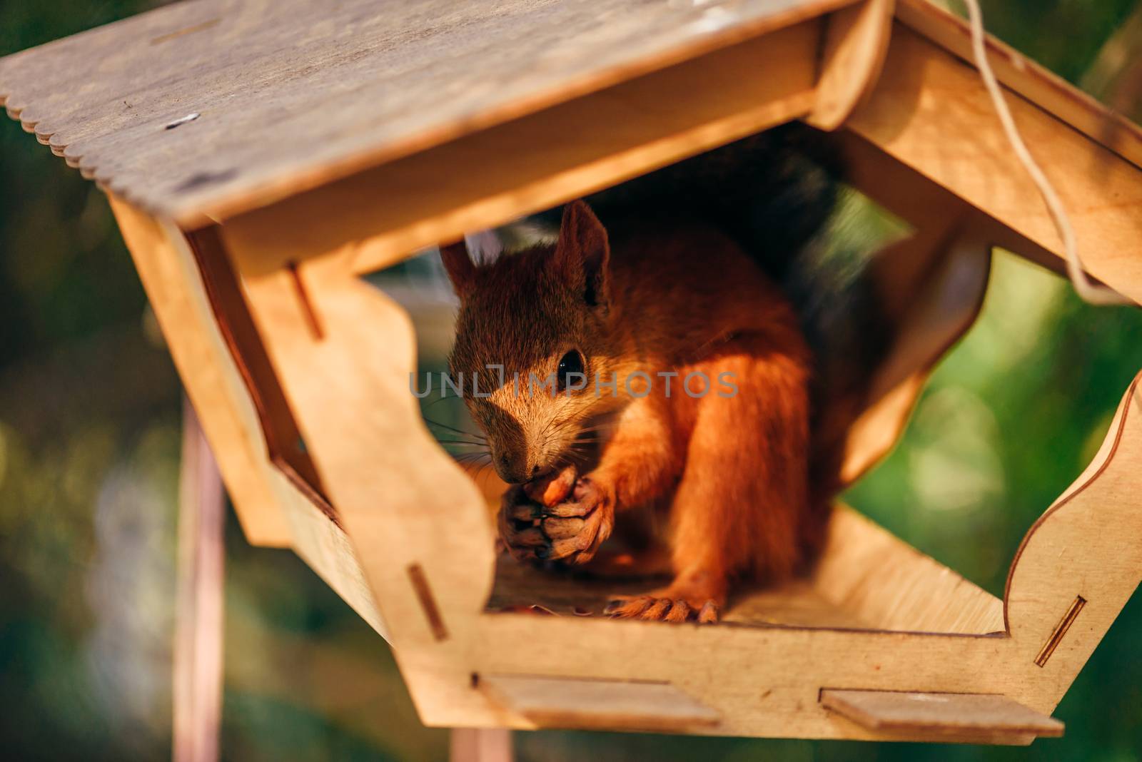 Red squirrel eats nuts in handmade feeder in city park.