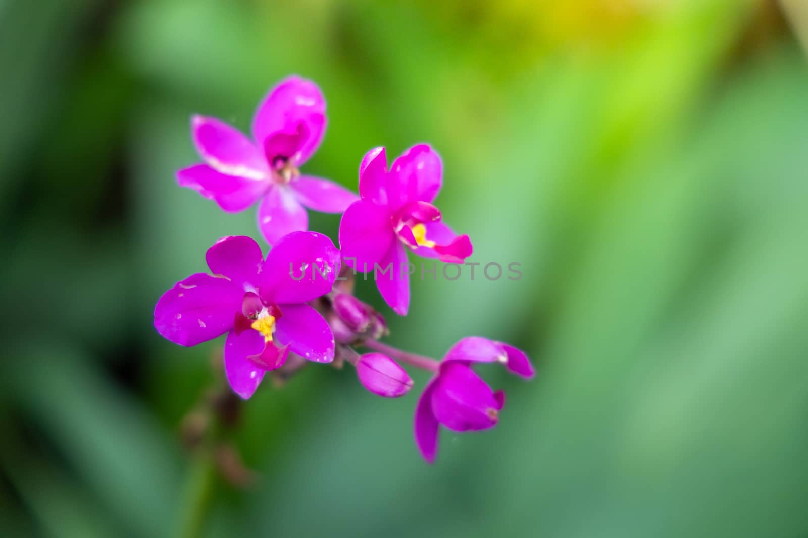 Beautiful blooming orchids in forest, On the bright sunshine