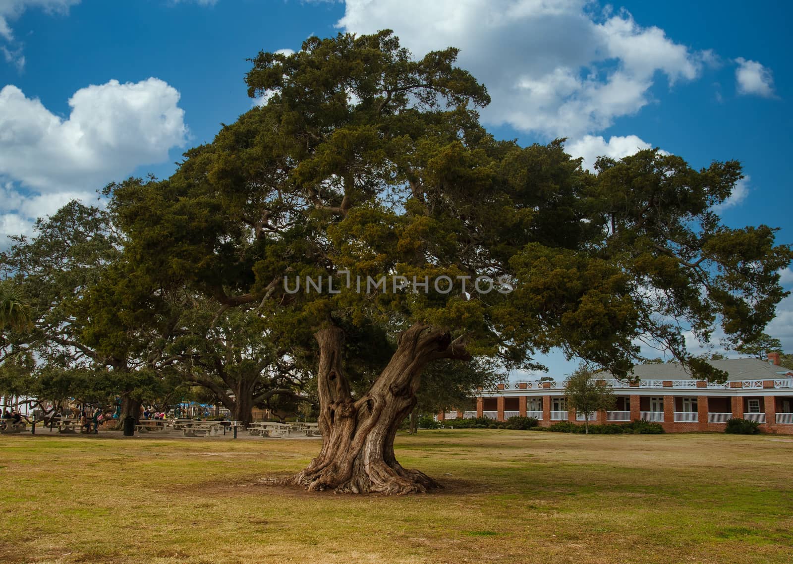 Huge Live Oak Tree in Public Park by dbvirago