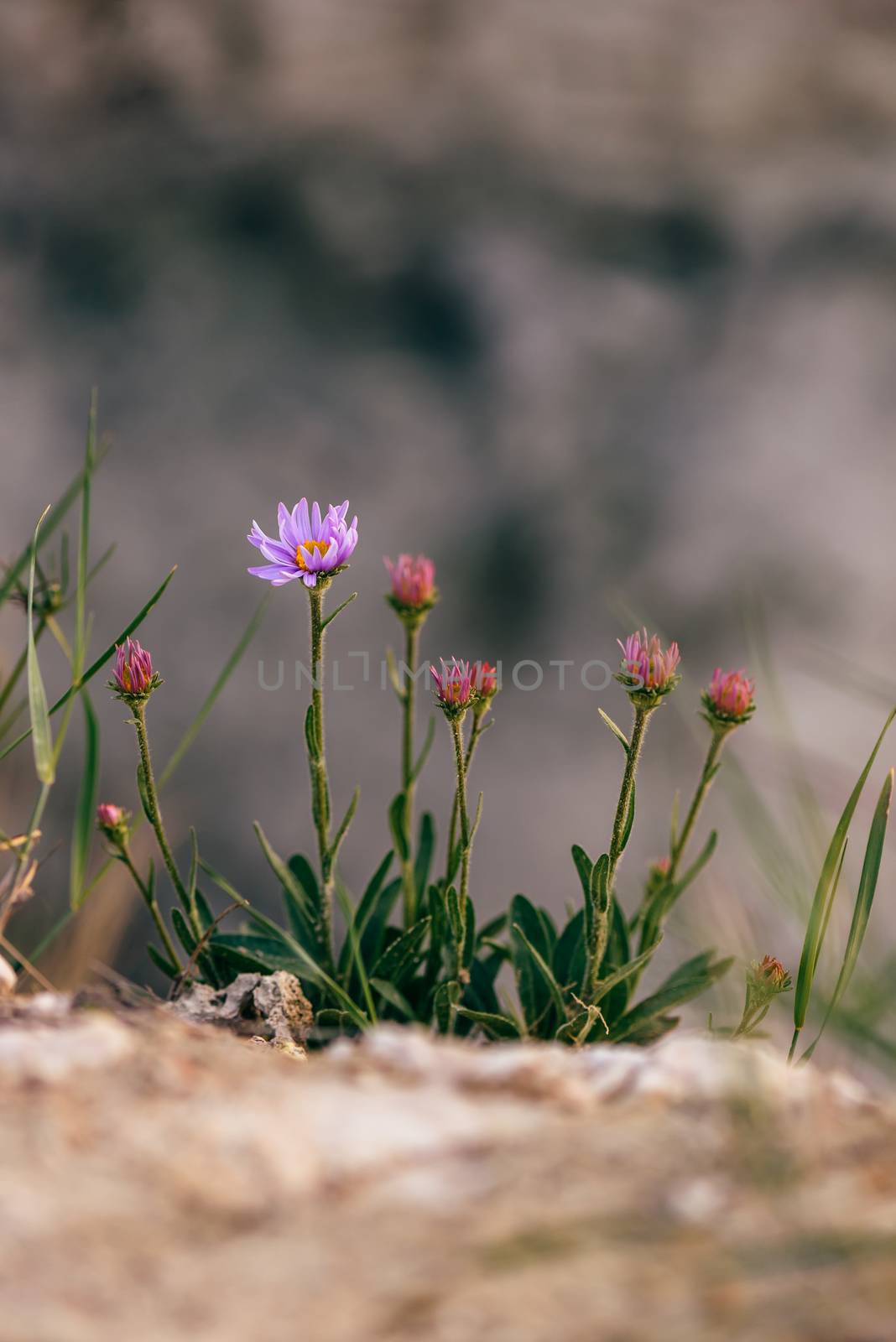 Wild purple flower on rock. Selective focus