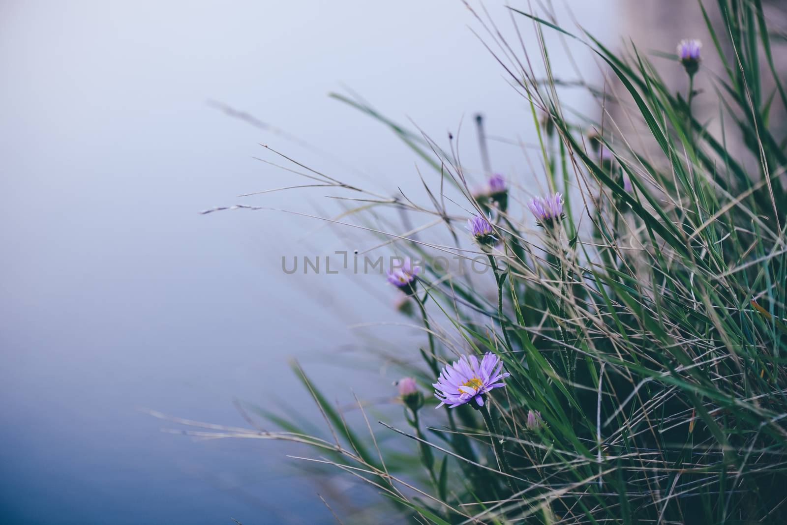 Wild flower on rock by Seva_blsv