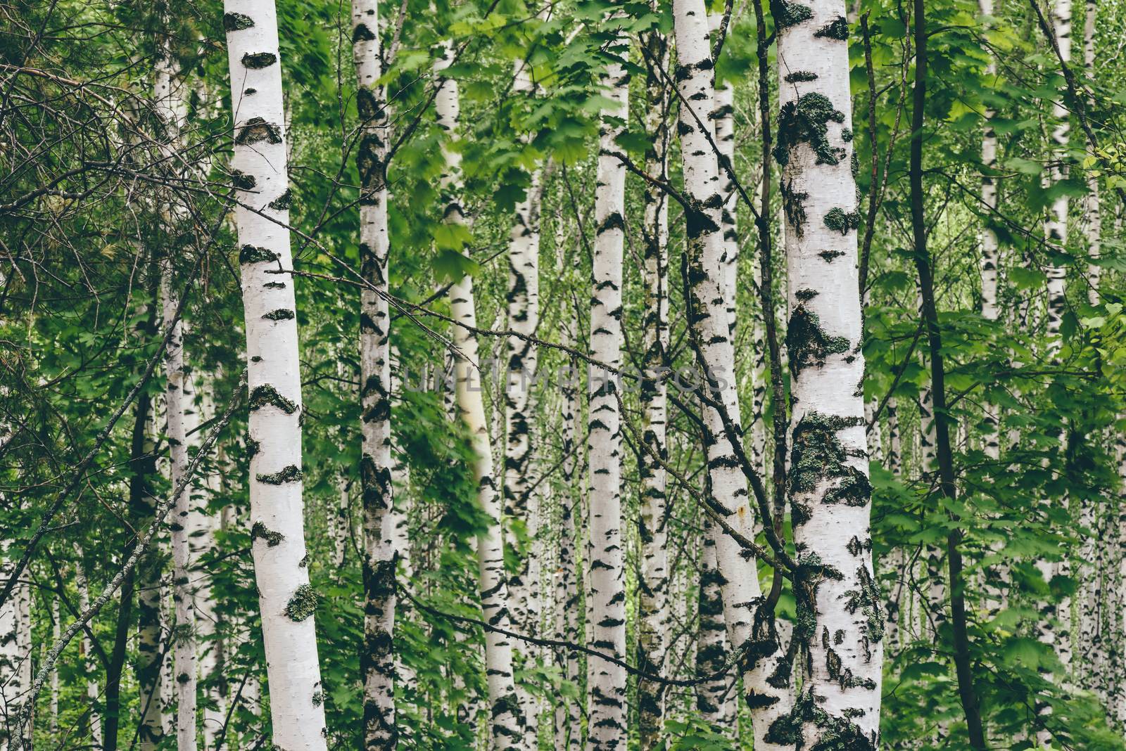 Birch tree background by Seva_blsv