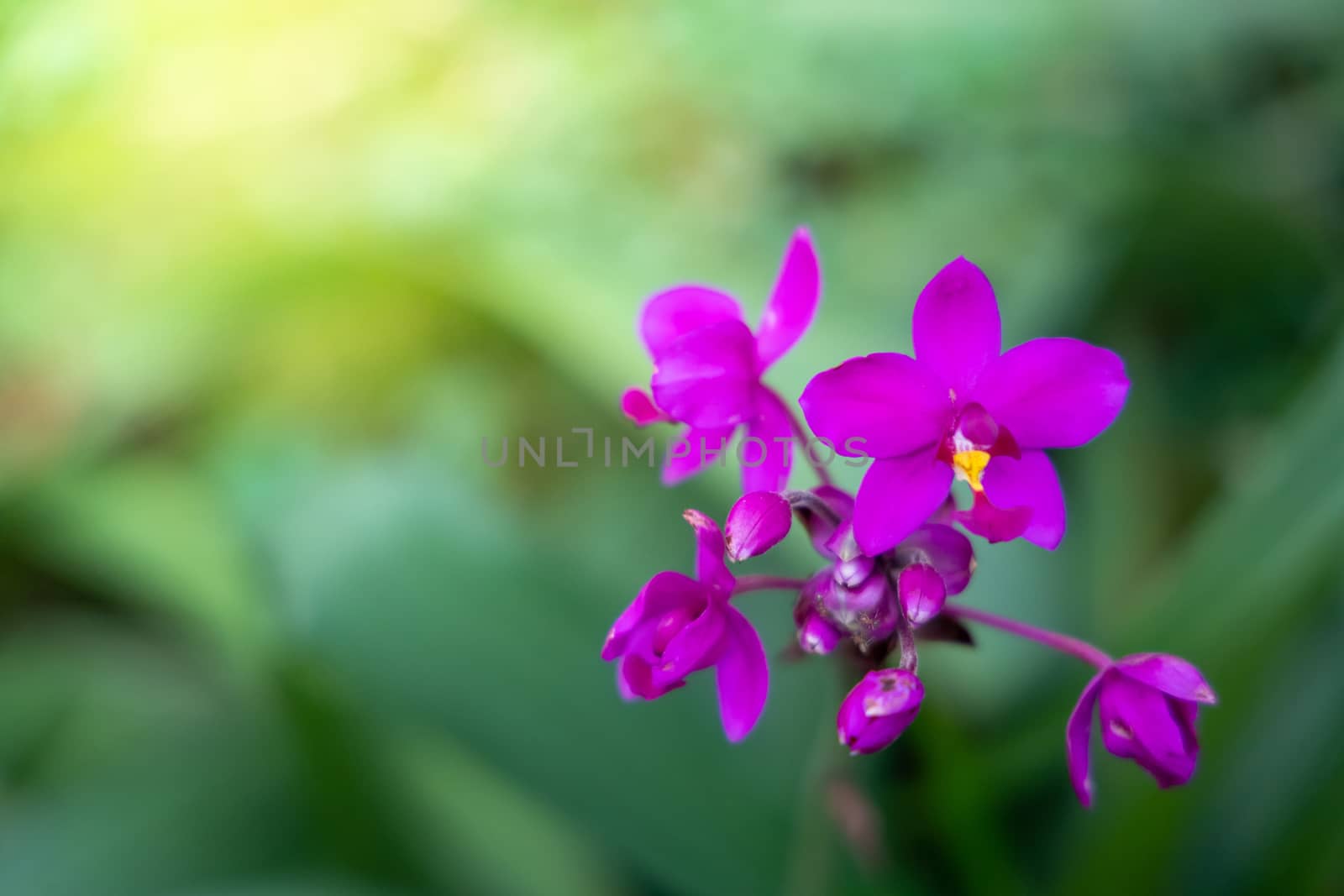 Beautiful blooming orchids in forest, On the bright sunshine