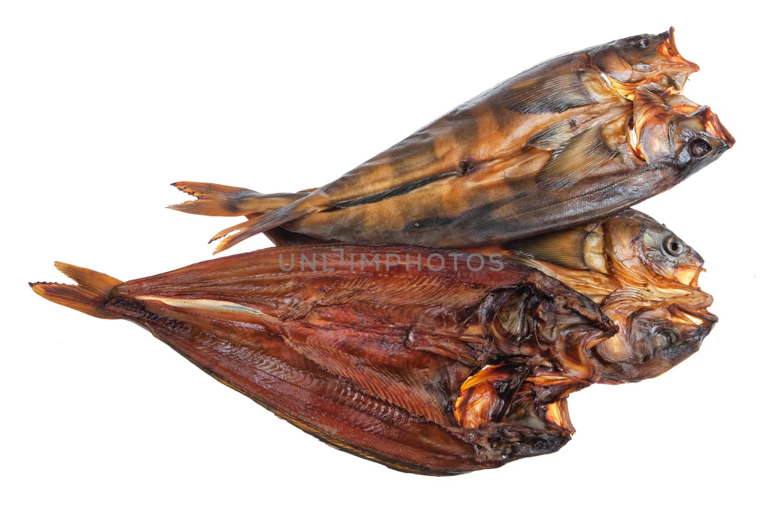 Fish on an isolated studio background