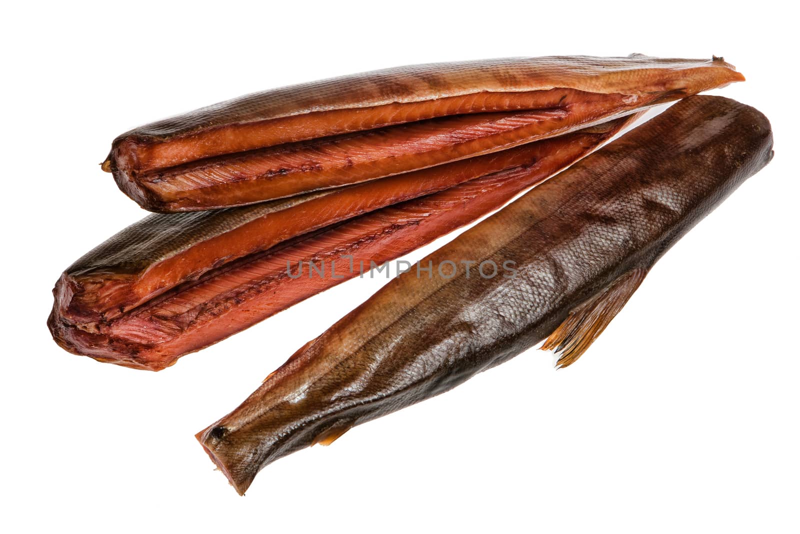 Fish on an isolated studio background