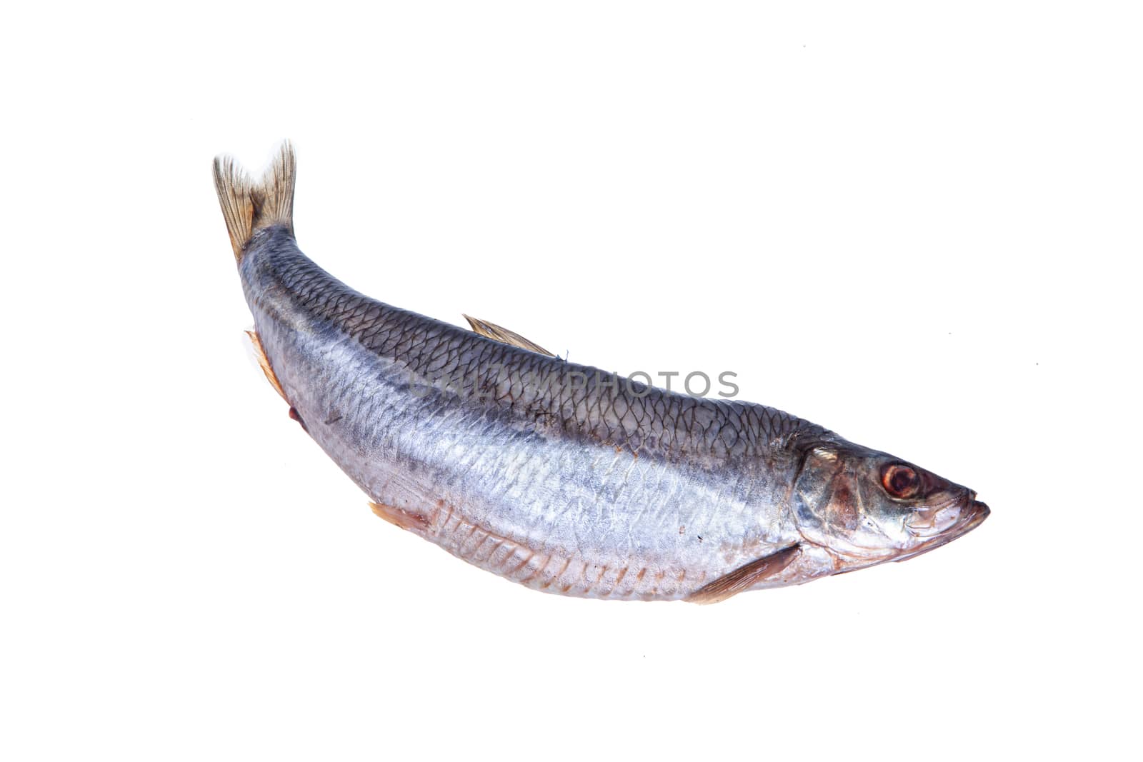 Salted fish on an isolated studio background