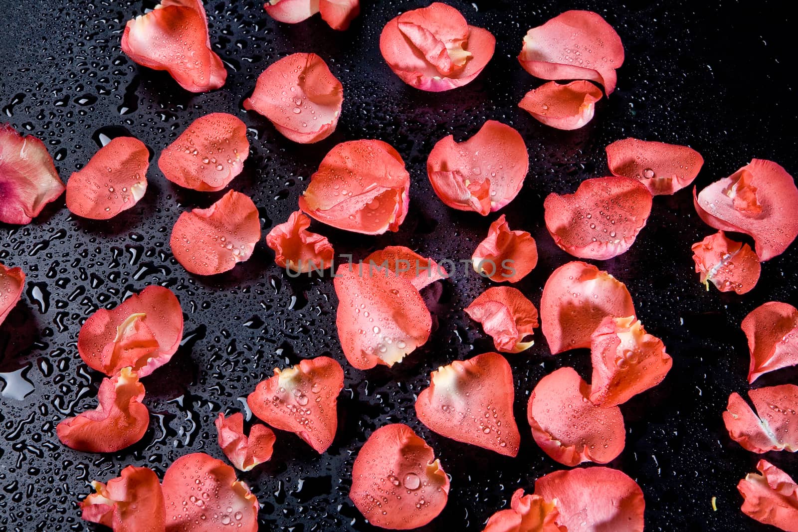 Red rose petals on the studio abckground