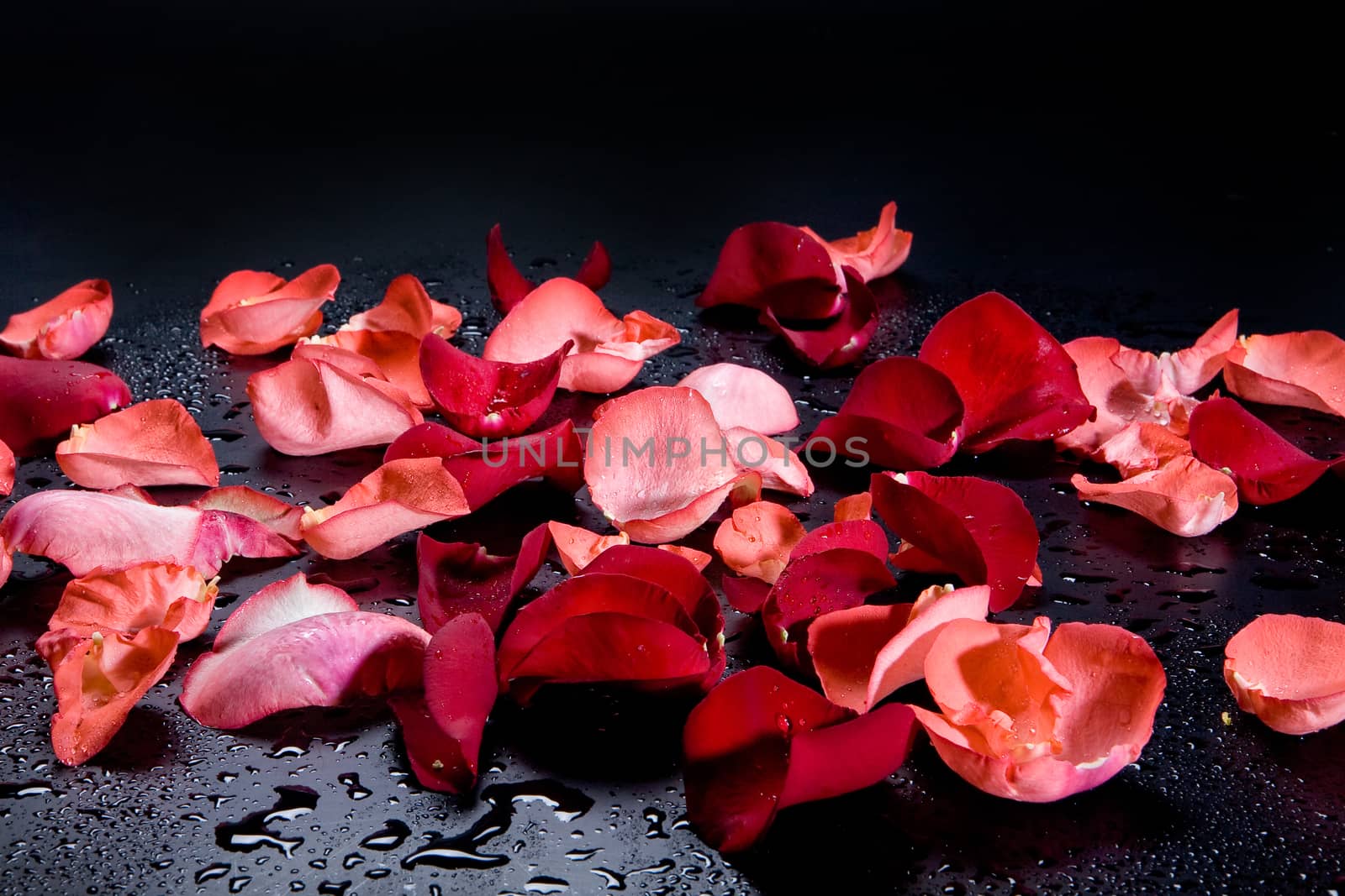 Red rose petals on the studio abckground