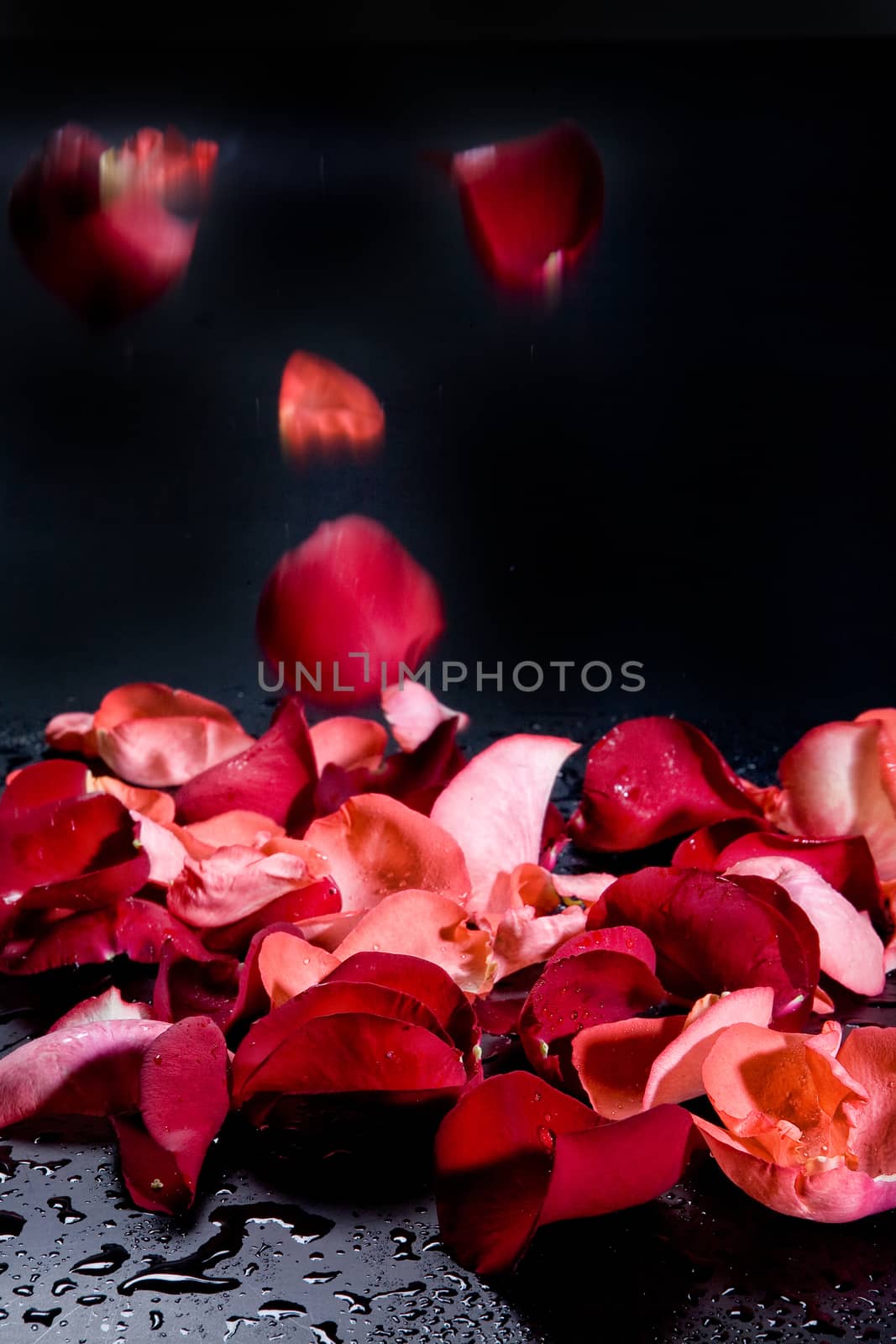 Red rose petals on the studio abckground