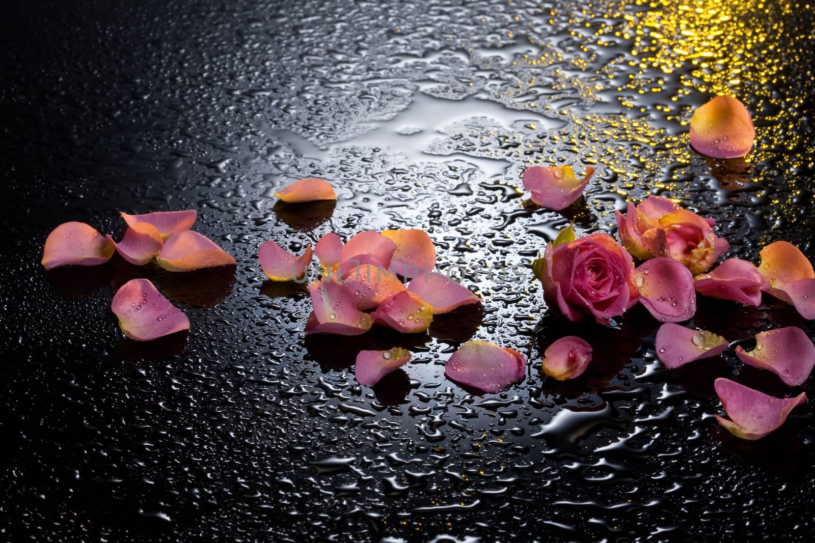 Rose petals on a black background with water drops