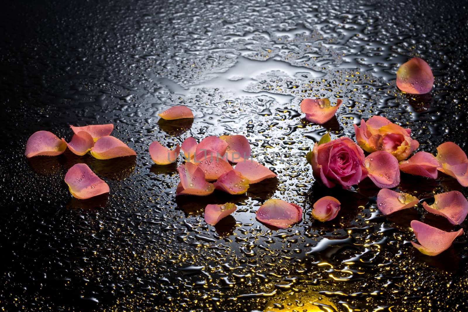 Rose petals on a black background with water drops