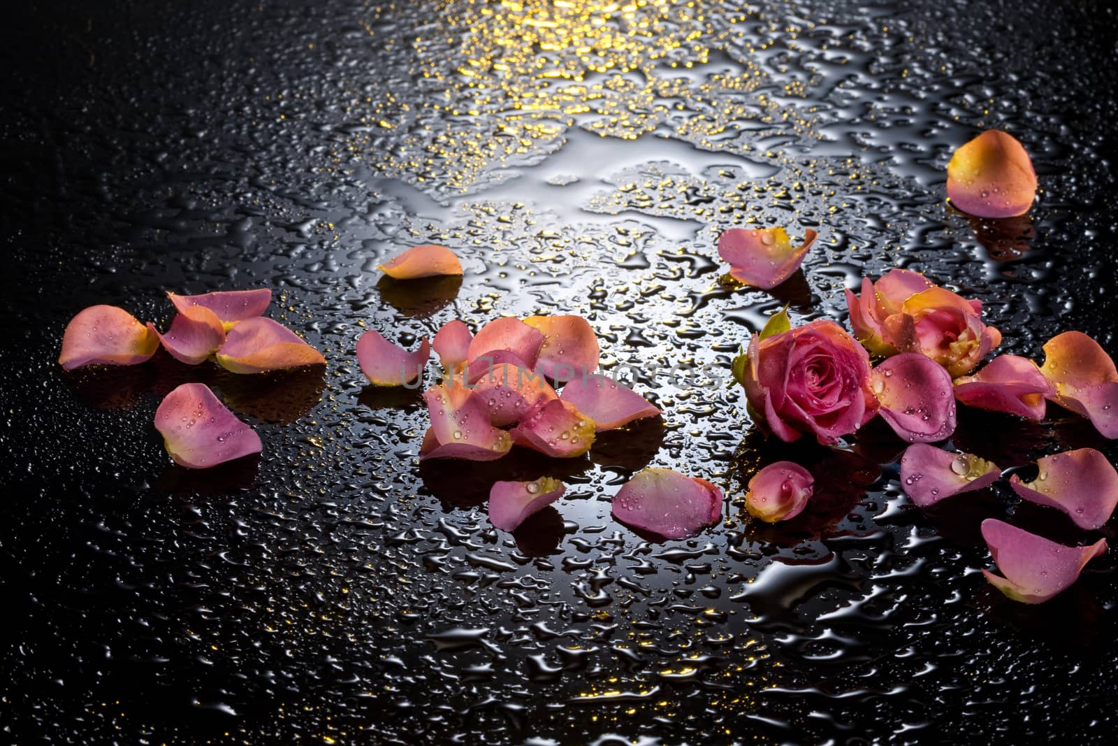 Rose petals on a black background with water drops