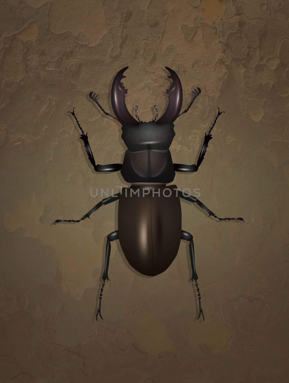 stag beetle on bark by adrenalina