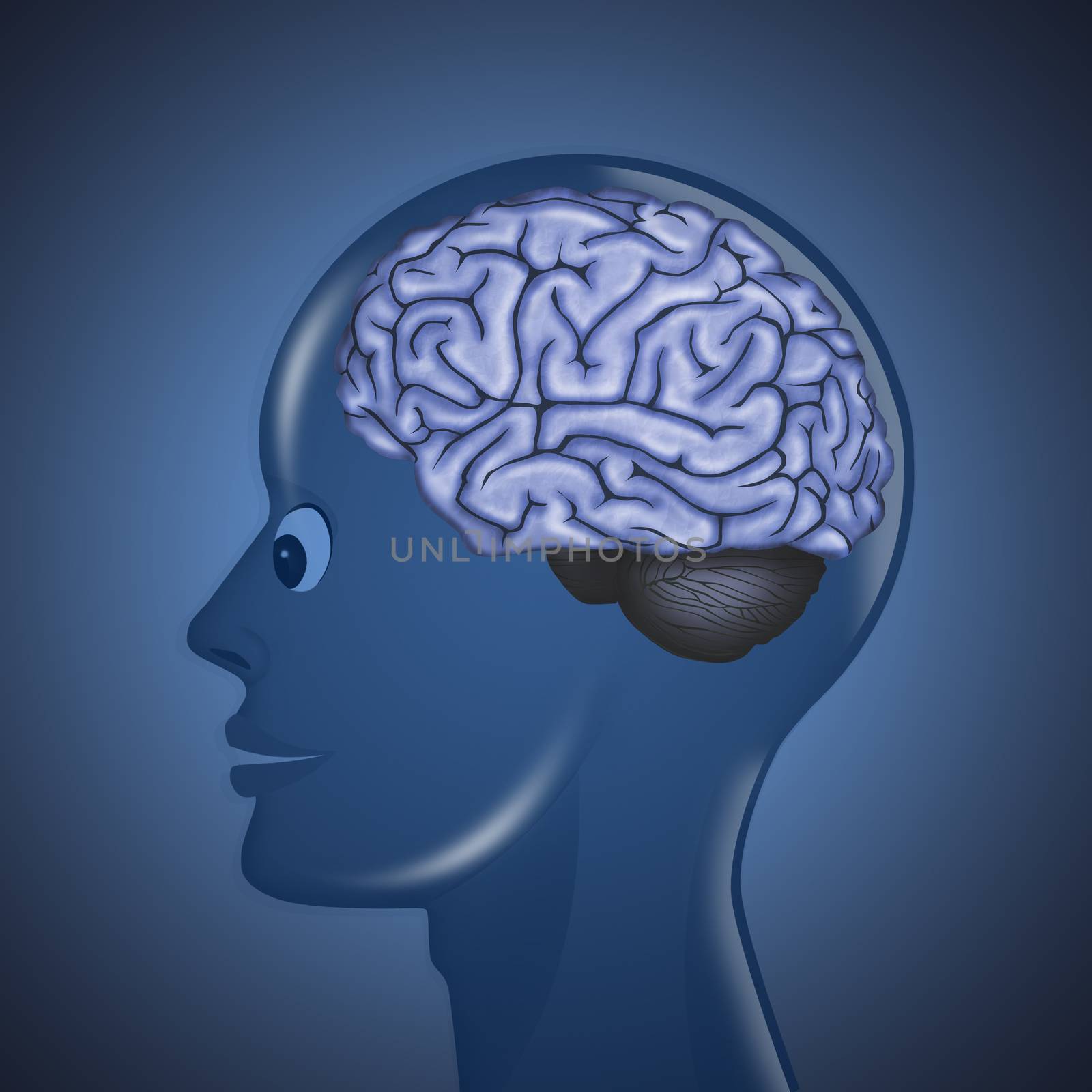 illustration of human brain in the head