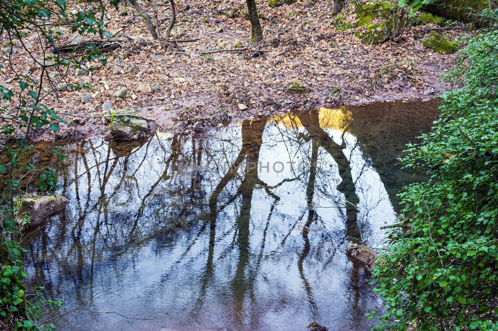 Forest river in winter with trees, leaves and reflection in the water by ankarb