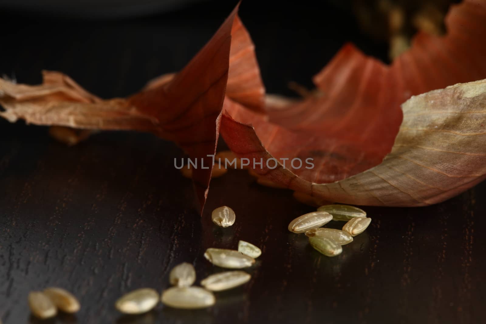Healthy organic raw food ready for cooking. Close up of onion peel with rice corn laying on a table
