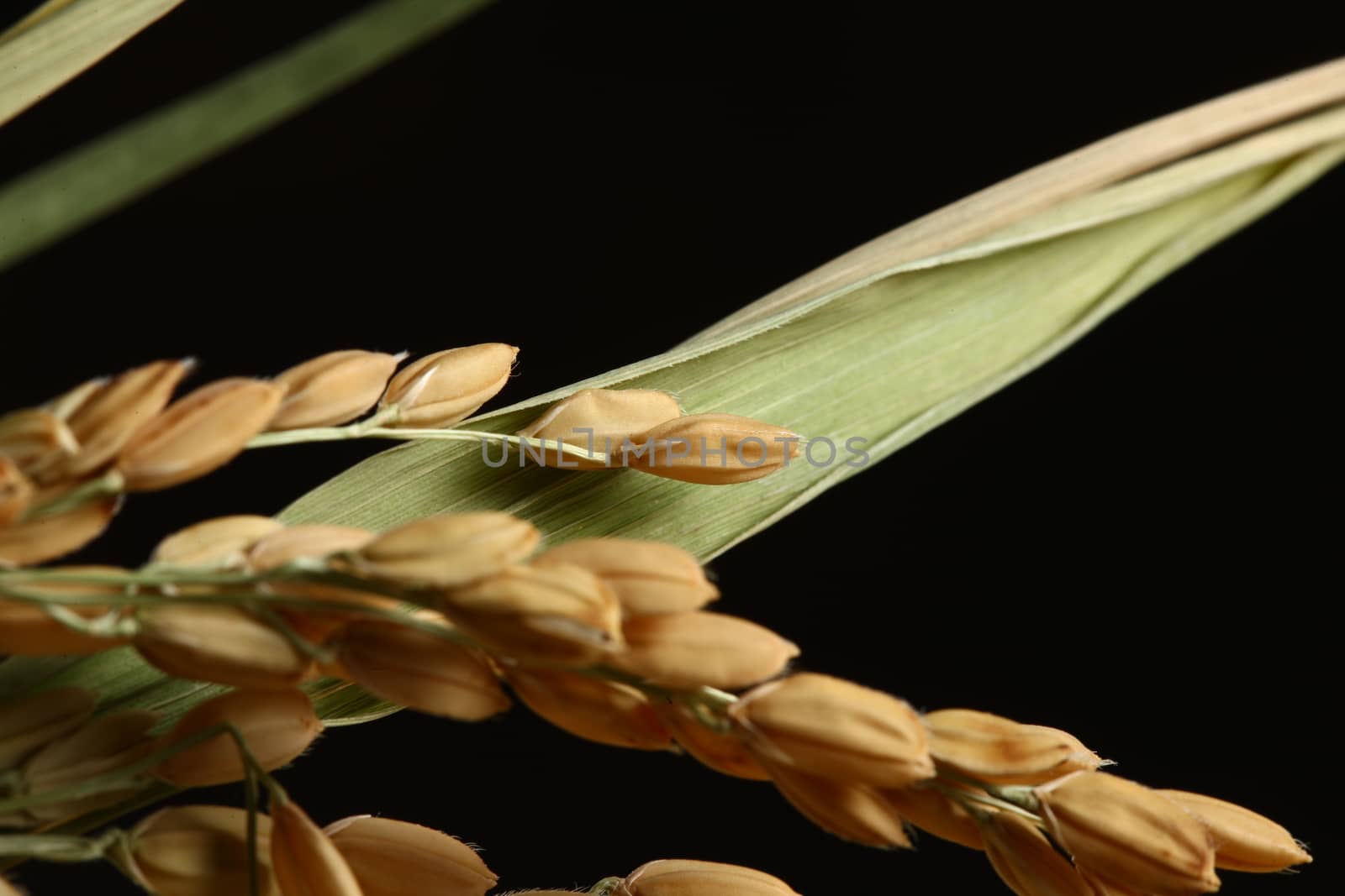 Healthy food. Extreme close up of rice plant and corn black background. Healthy organic raw food ready for cooking