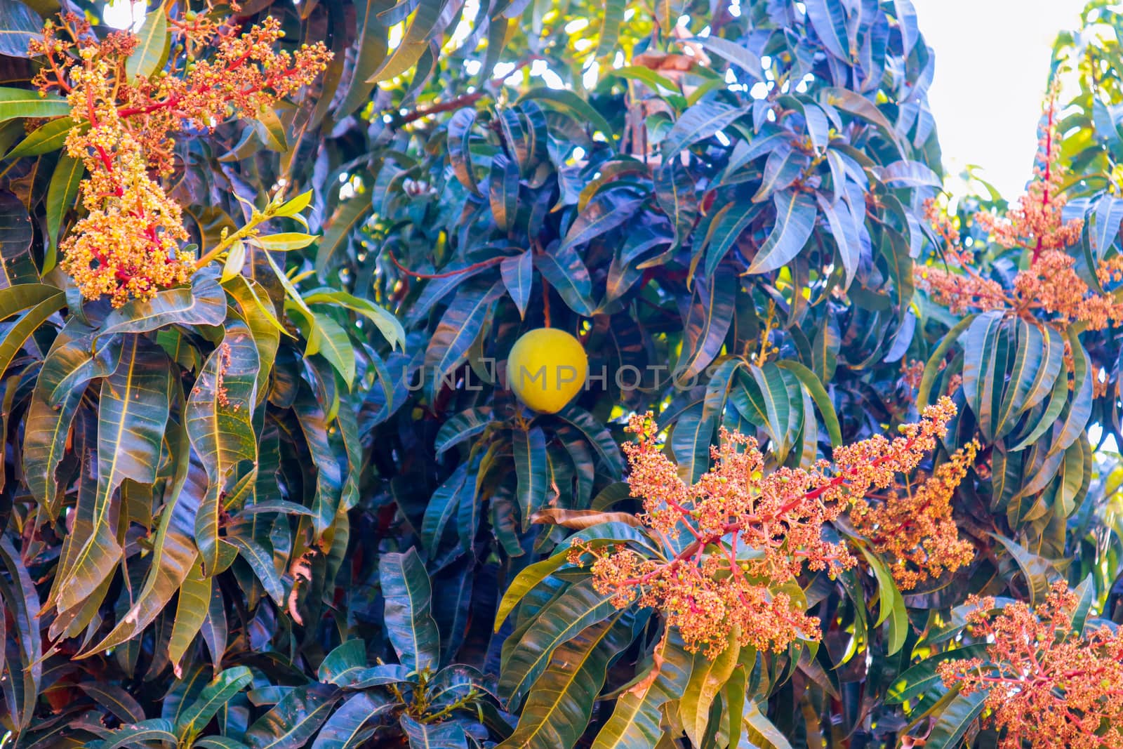 Codiaeum tree with flowers and a fruit growing in natural environment