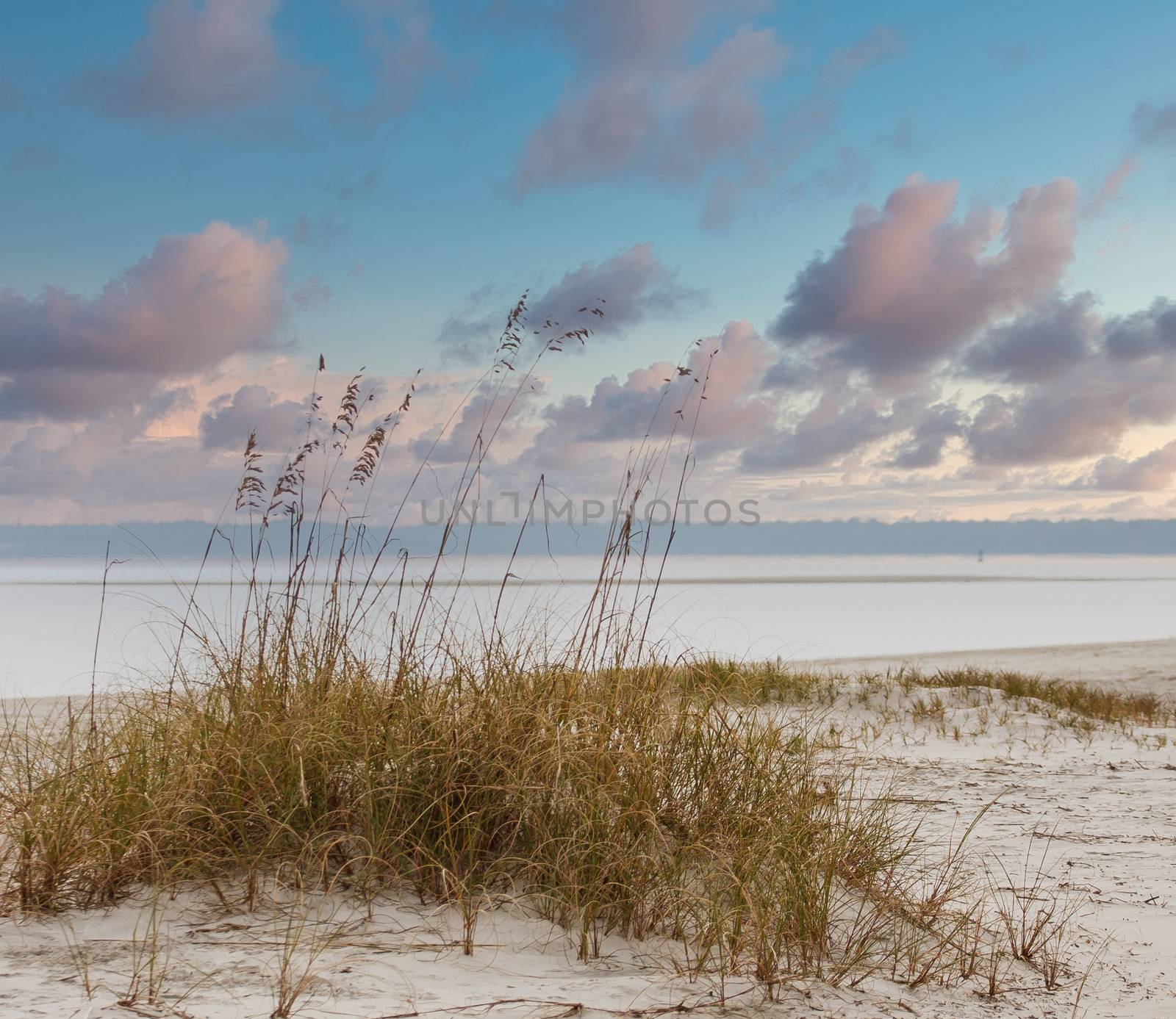 A patch of sea oats growing on a small sand dune on an empty beach