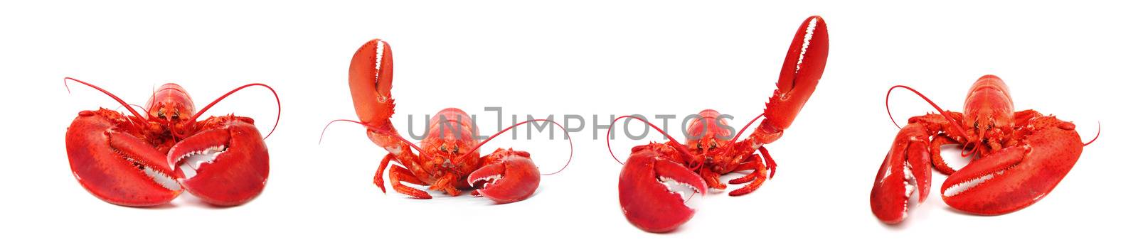 hello lobster set isolated on white background