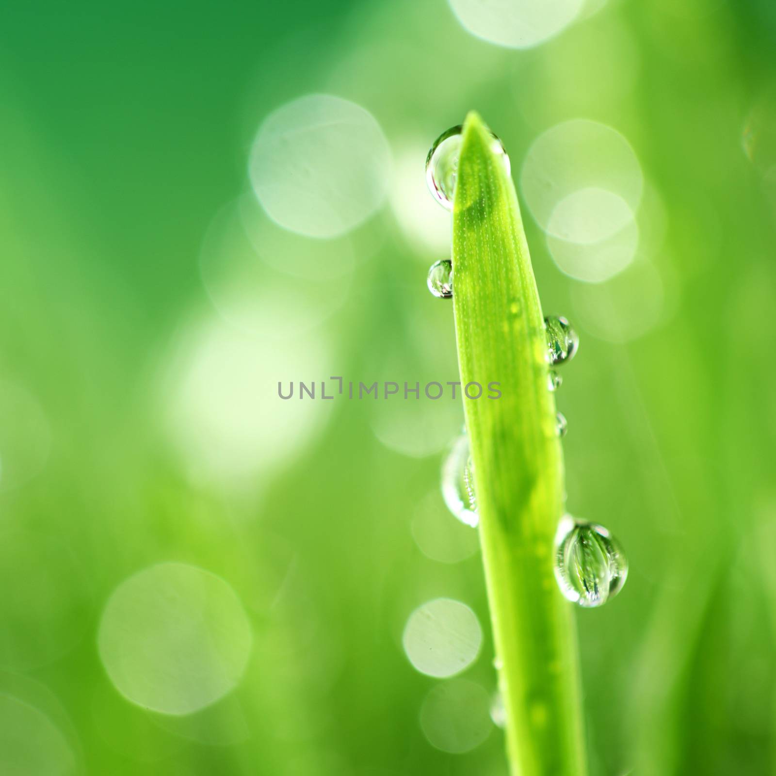 Water drops on grass blade nature background macro