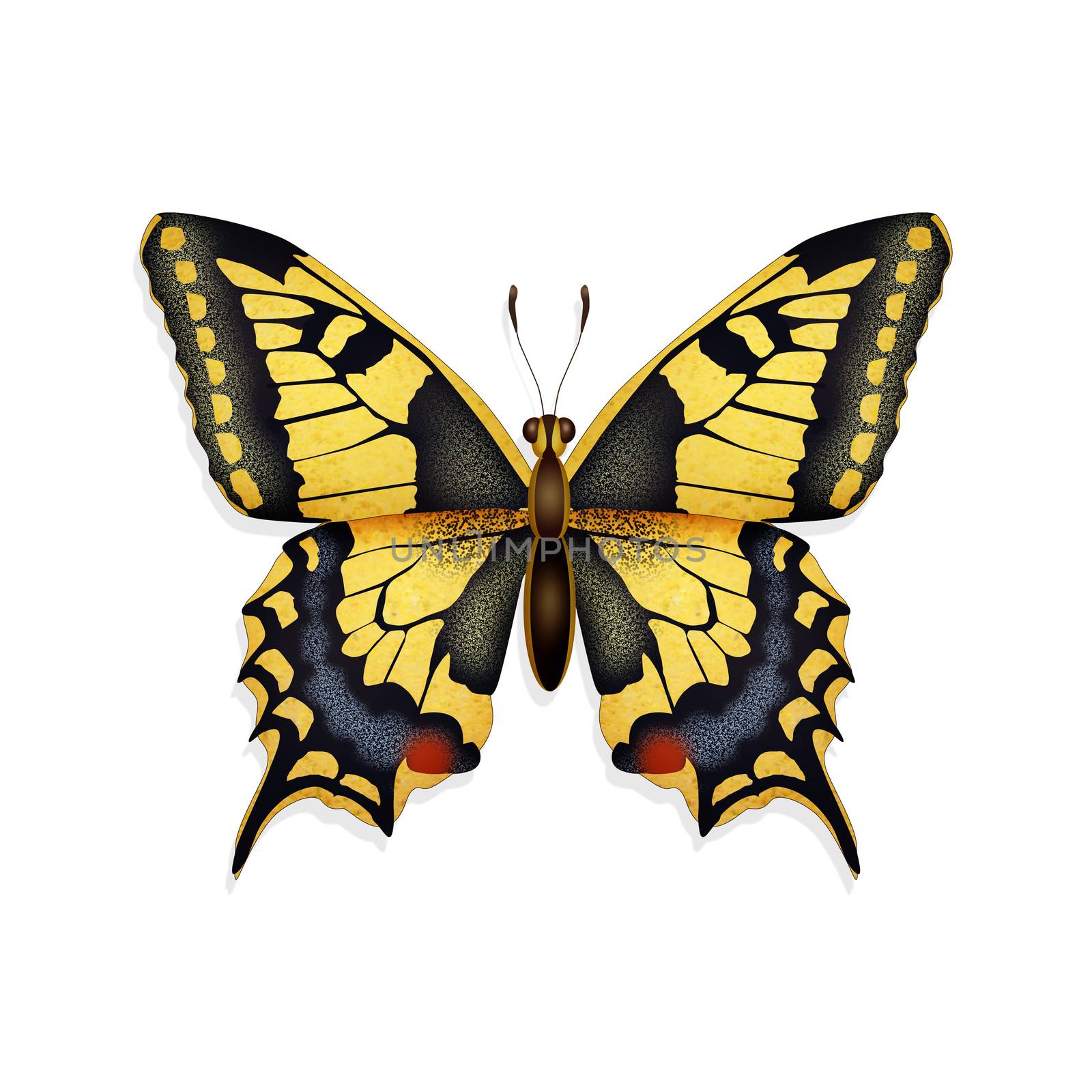 illustration of the swallowtail icon