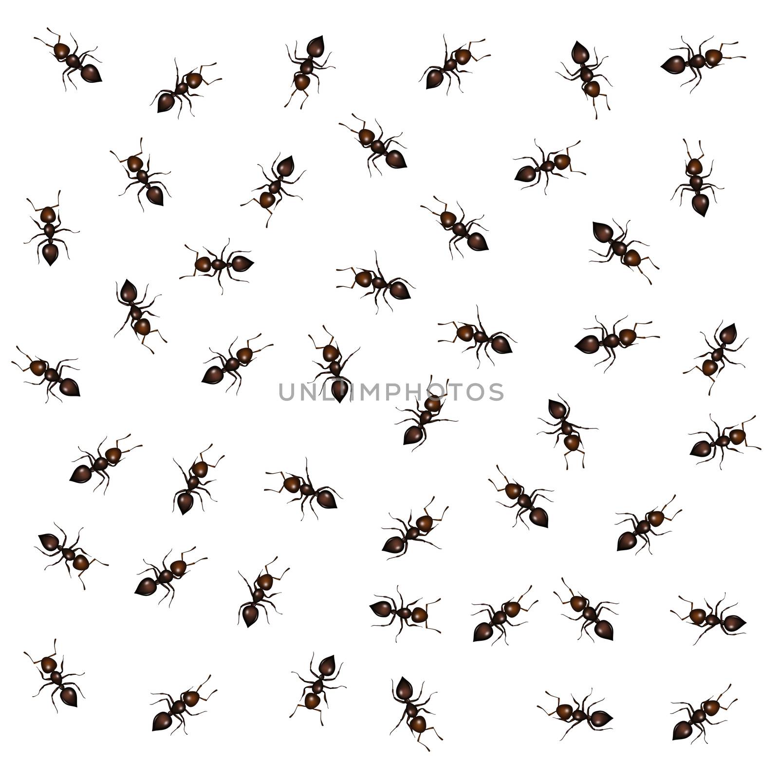 illustration of ants on white background
